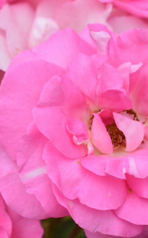 Rosa 'Cliff Richard' Rosa 'Cliff Richard'