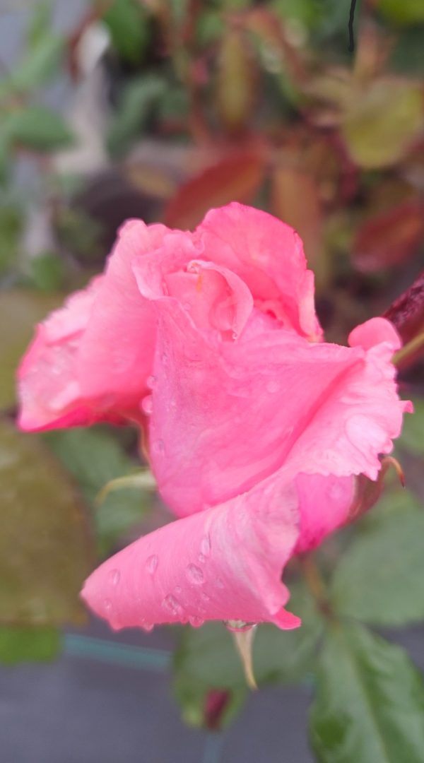 Rosa 'Congratulations'