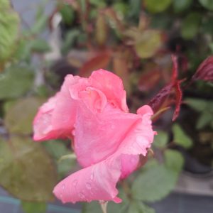 Rosa 'Congratulations'