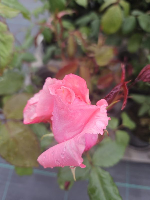 Rosa 'Congratulations'