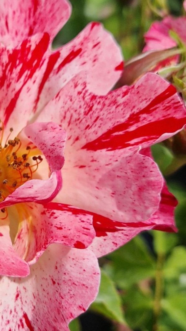 Rosa 'Crazy For You'