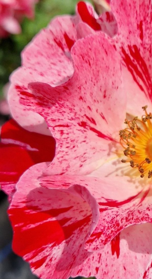 Rosa 'Crazy For You'