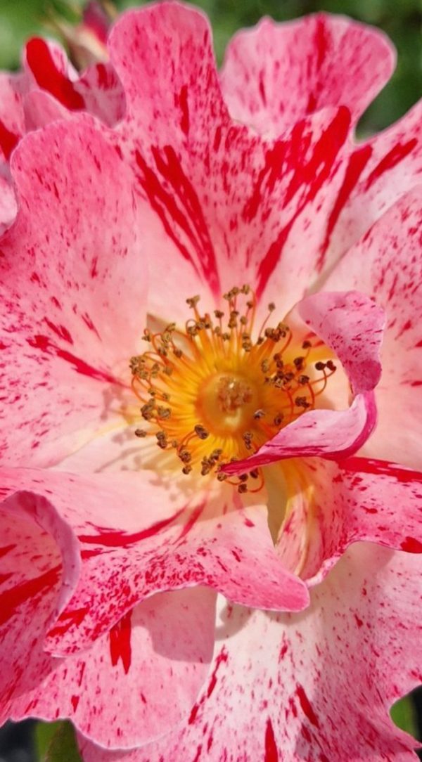 Rosa 'Crazy For You'