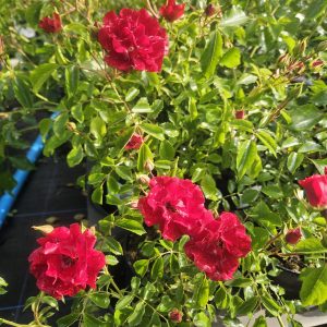 Rosa 'Rambling Rosie'