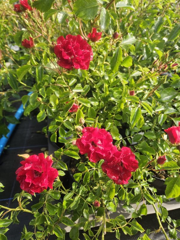 Rosa 'Rambling Rosie' Rosa 'Rambling Rosie'