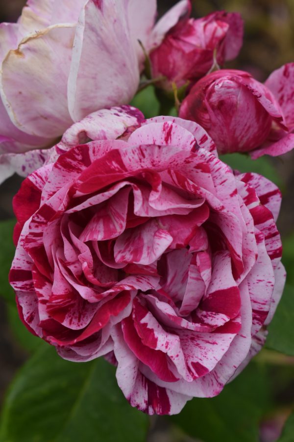 Rosa 'Scentimental'
