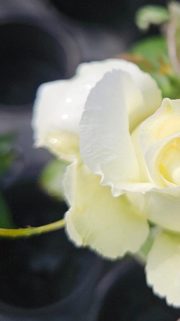 Rosa 'Silver Anniversary'