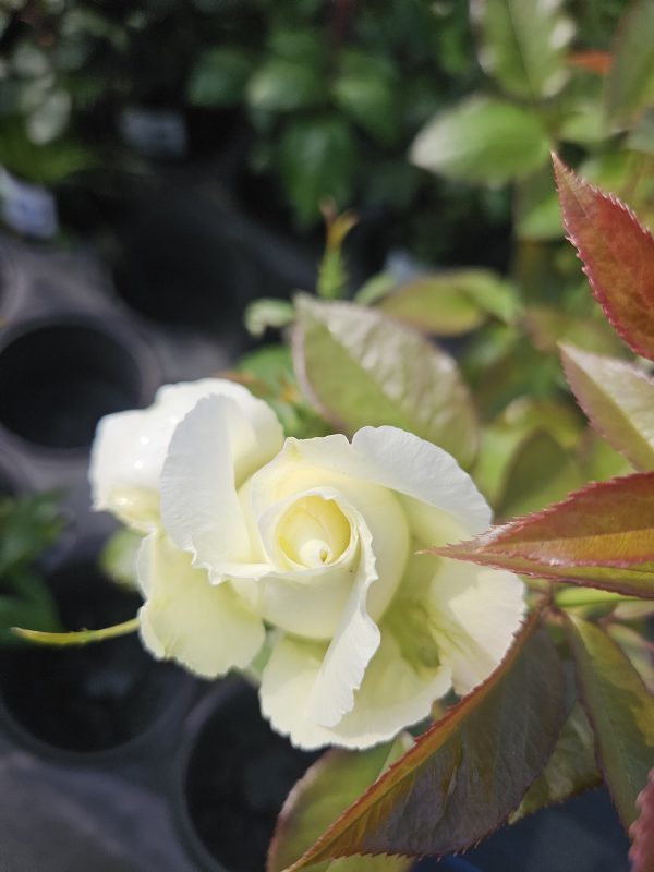 Rosa 'Silver Anniversary'