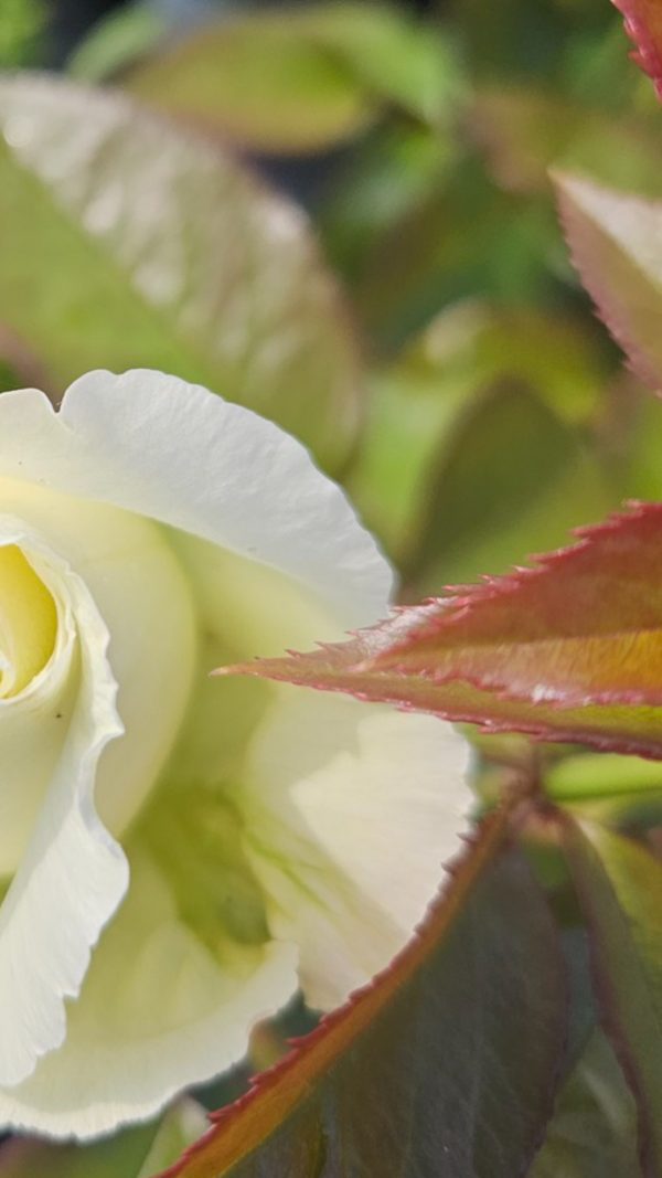 Rosa 'Silver Anniversary'