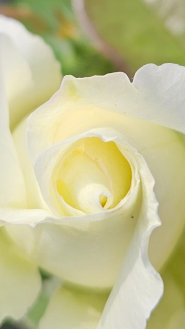 Rosa 'Silver Anniversary'