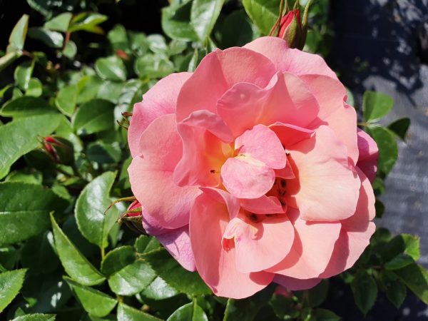 Rosa 'Summer Beauty'