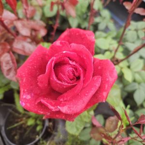 Rosa 'Thinking Of You'