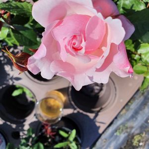 Rosa 'Valentine Heart'