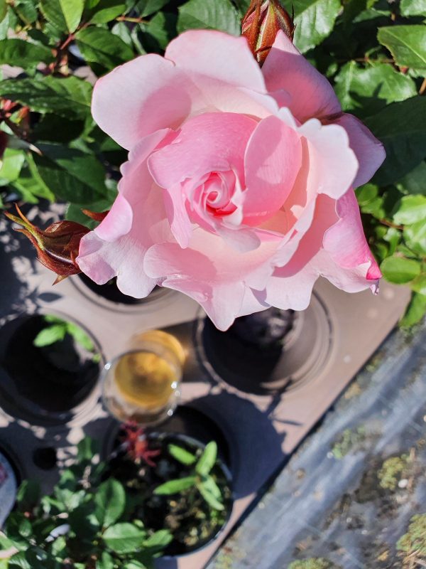 Rosa 'Valentine Heart'