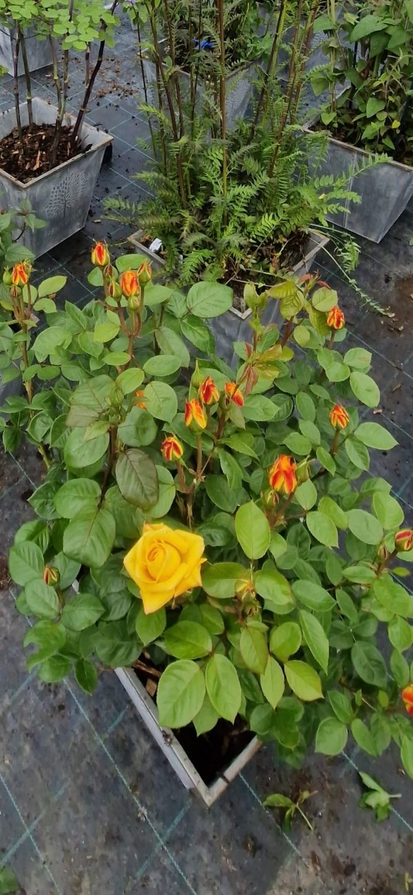 Screenshot_20241214_175647_Photos