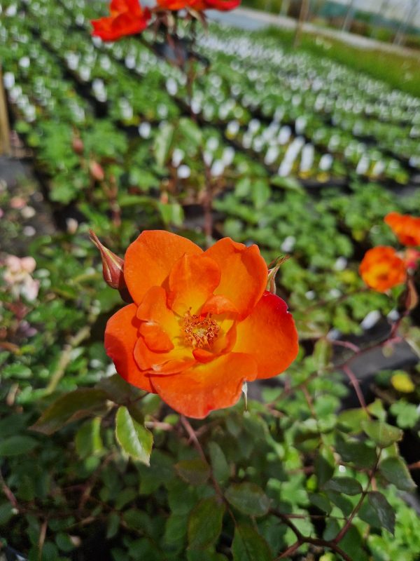 'Warm Welcome' (Climber)