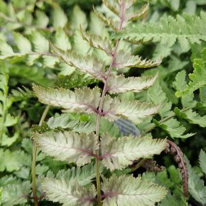 Athyrium niponicum 'Burgundy Lace'