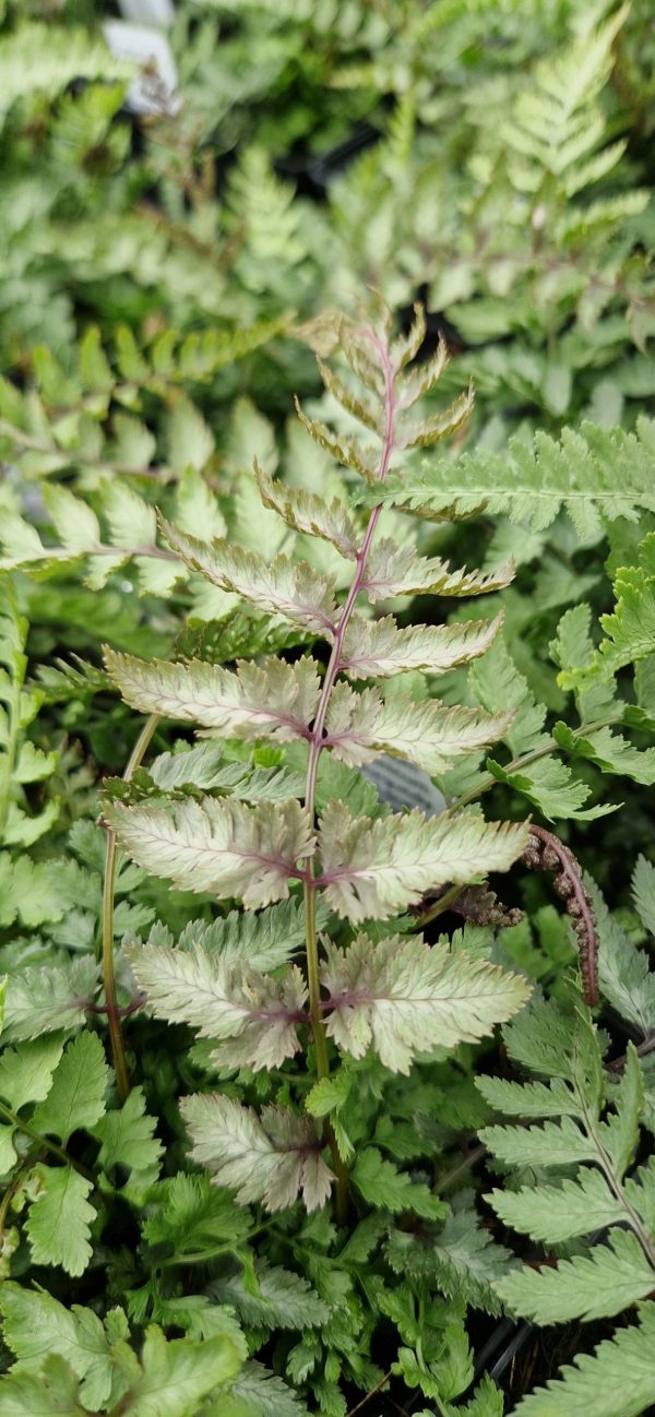 Athyrium niponicum 'Burgundy Lace' | Shop Athyrium | Proctors Nursery