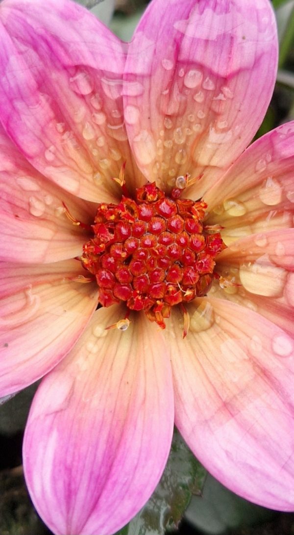 Dahlia 'Happy Days Fuchsia Halo'