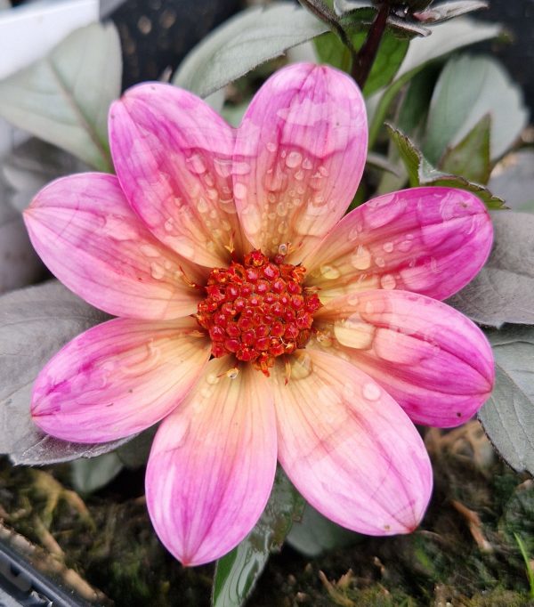 Dahlia 'Happy Days Fuchsia Halo'