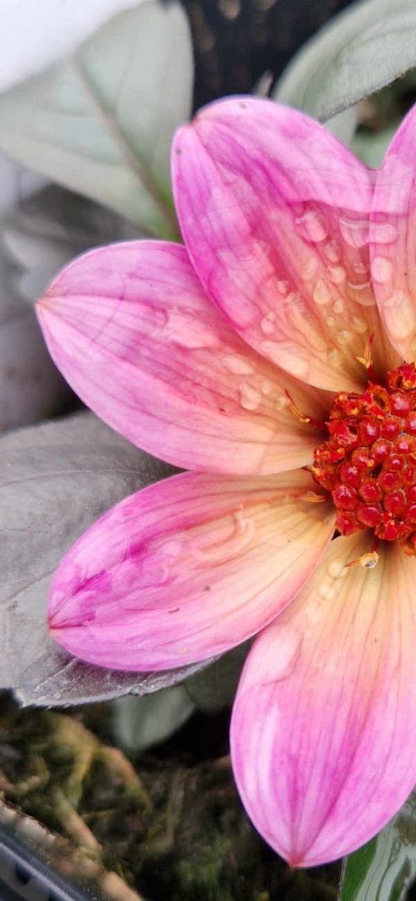Dahlia 'Happy Days Fuchsia Halo'