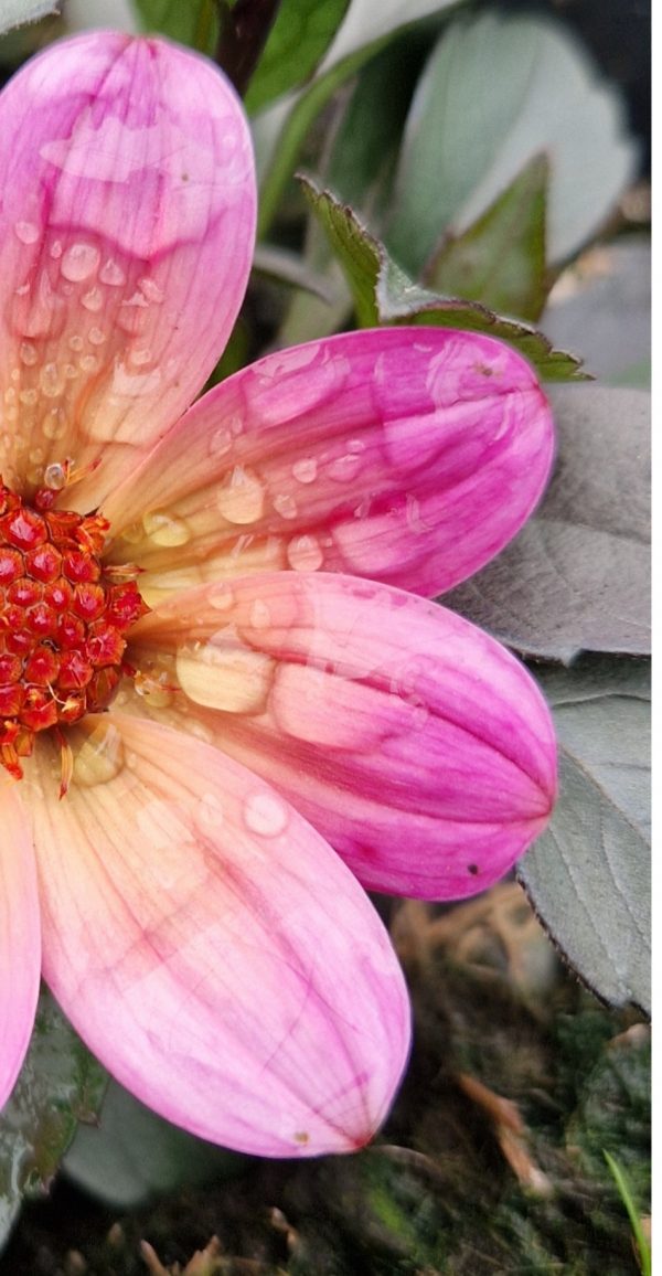 Dahlia 'Happy Days Fuchsia Halo'