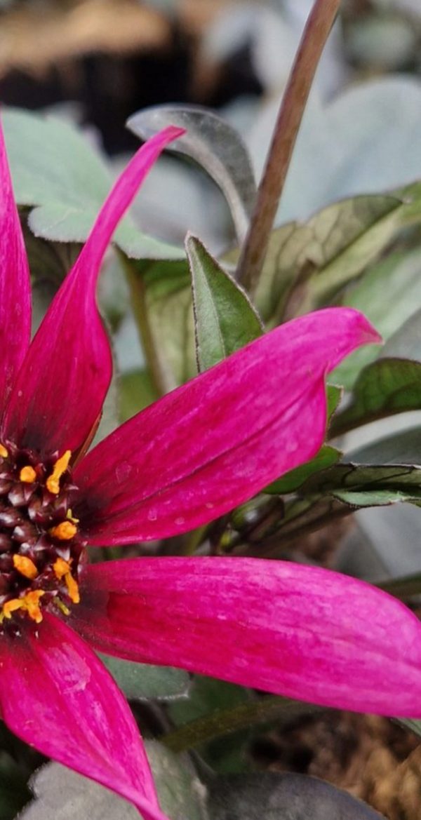 Dahlia Lubega Dark Velvet Dahlia Lubega Dark Velvet