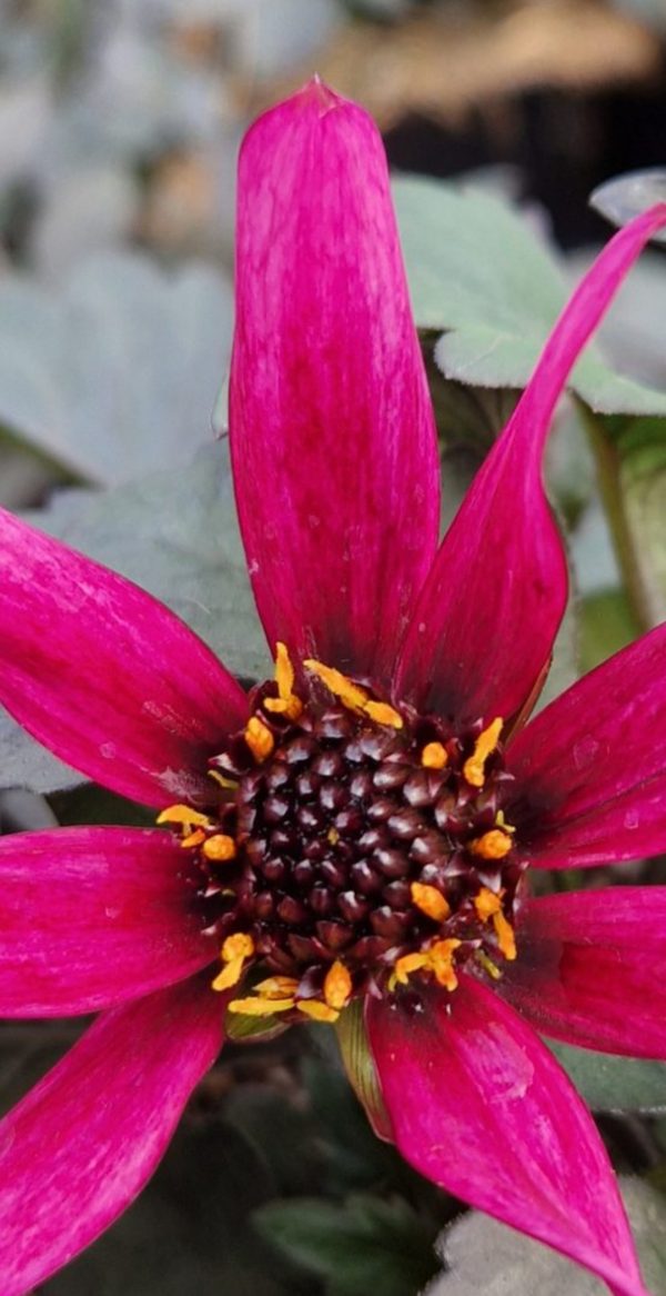 Dahlia Lubega Dark Velvet 2 Dahlia Lubega Dark Velvet