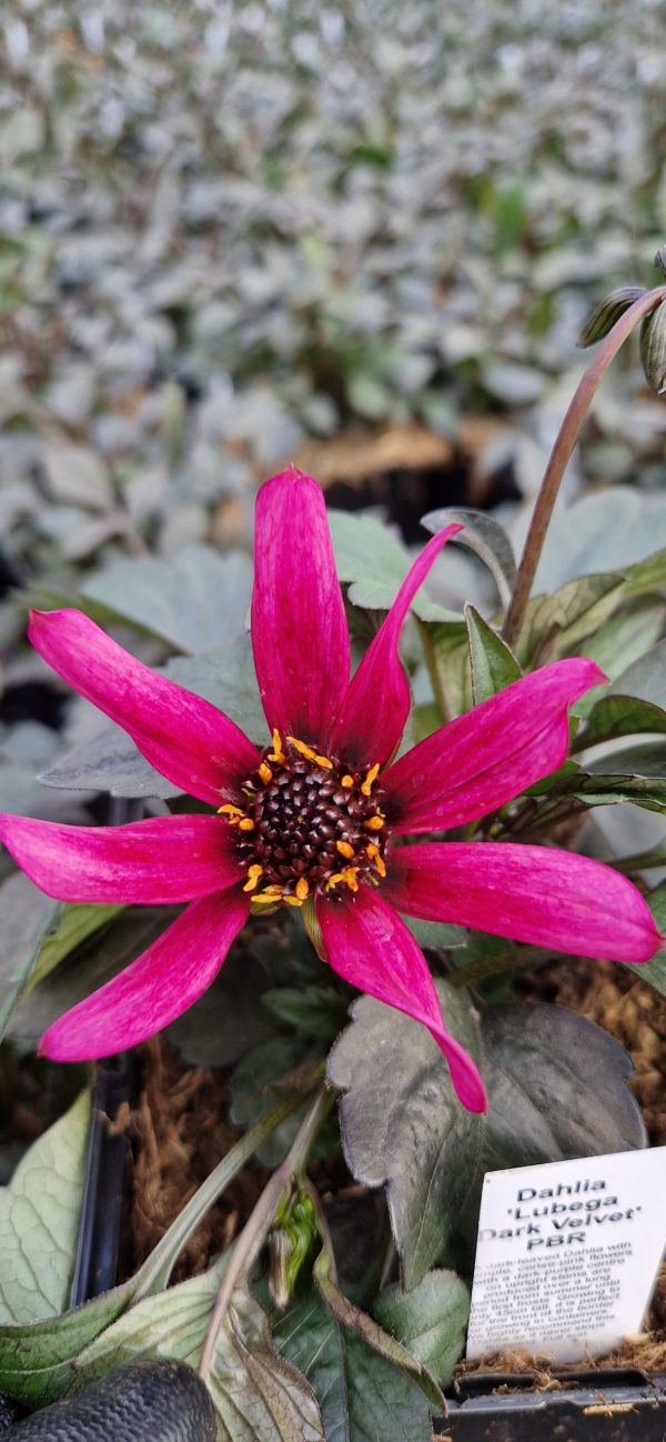 Dahlia Lubega Dark Velvet PBR Dahlia Lubega Dark Velvet PBR