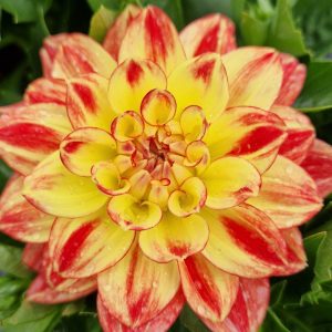 Dahlia Lubega Power Tricolour PBR