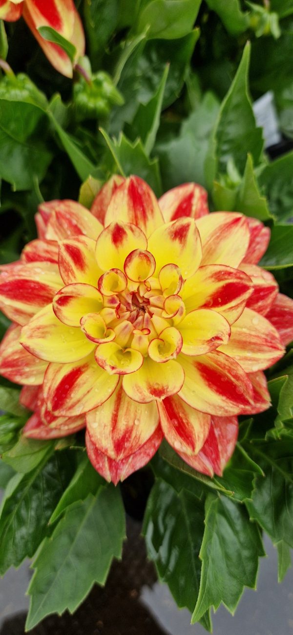 Dahlia Lubega Power Tricolour PBR