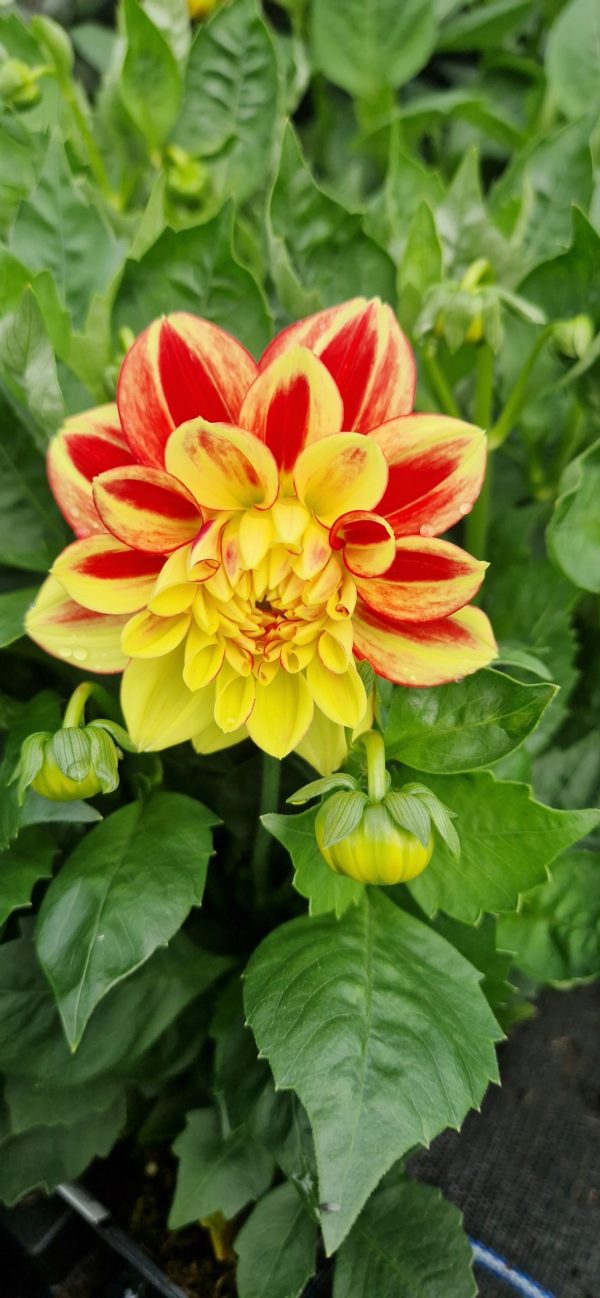 Dahlia Lubega Power Tricolour PBR