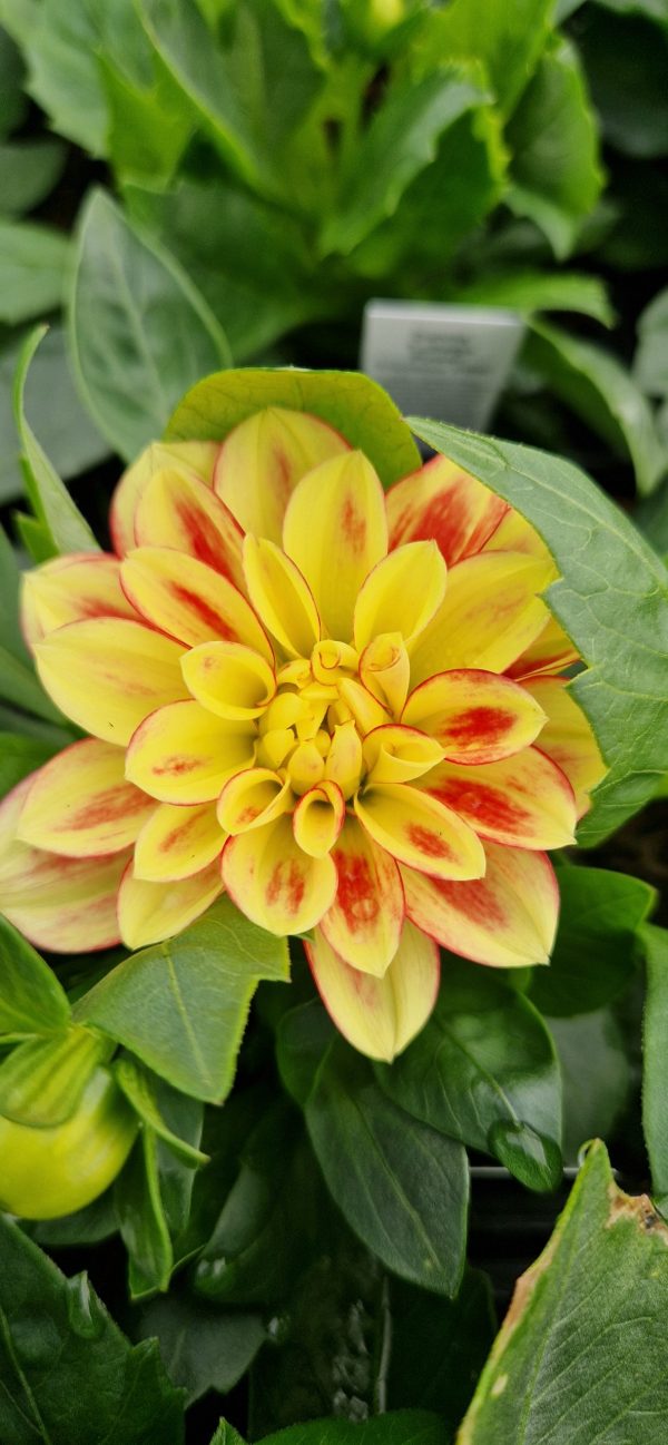Dahlia Lubega Power Tricolour PBR