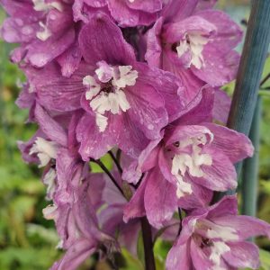 Delphinium 'Magic Fountains Deep Rose White Bee'