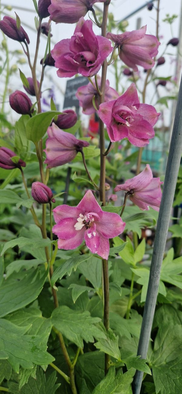 Delphinium 'Magic Fountains Deep Rose White Bee' Delphinium 'Magic Fountains Deep Rose White Bee'