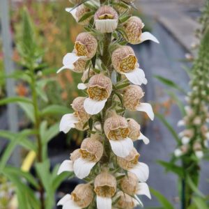 Digitalis trojana