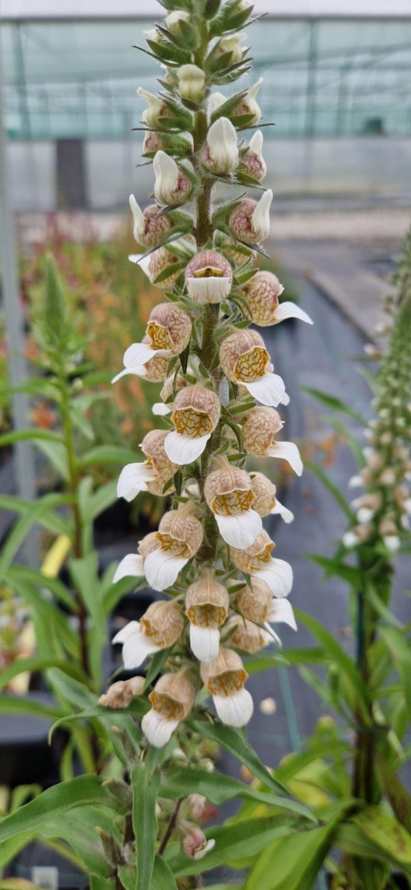 Digitalis trojana (Helen of Troy foxglove) | Proctors Nursery