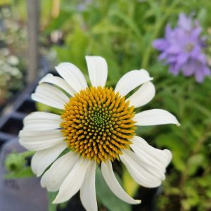 Echinacea purpurea 'Happy Star'