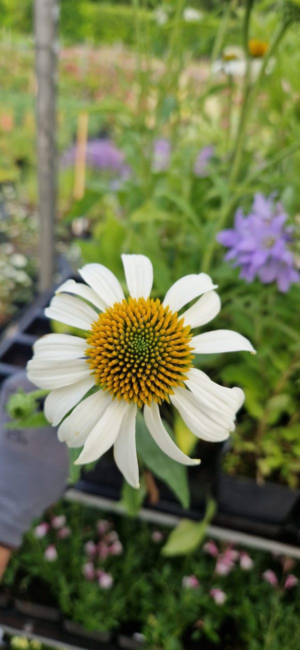 Echinacea purpurea 'Happy Star'