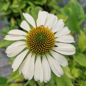 Echinacea purpurea 'Lucky Star'