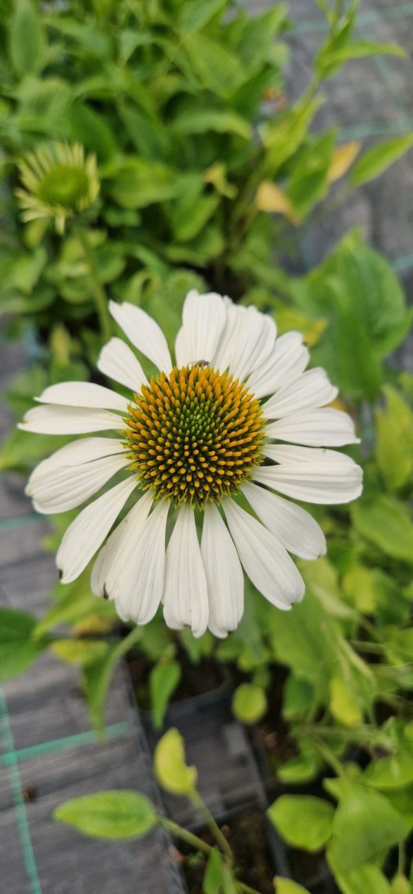Echinacea purpurea 'Lucky Star'