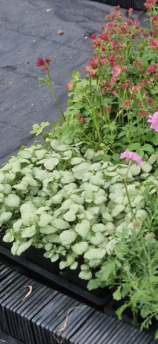 Lamium maculatum 'White Nancy' Lamium maculatum 'White Nancy'
