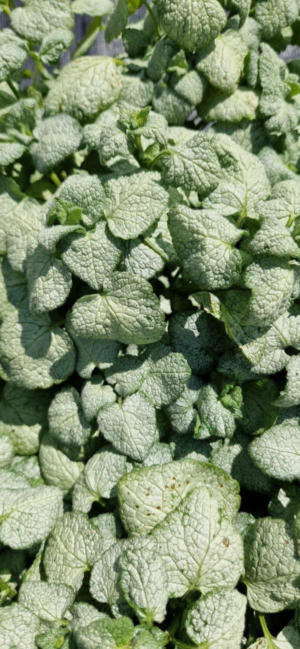 Lamium maculatum 'White Nancy'