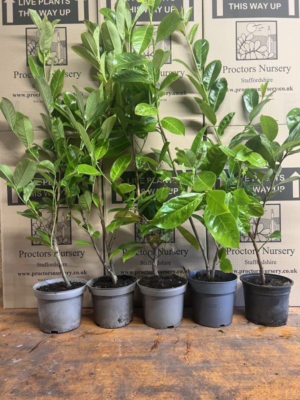 Laurel 2 Litre2