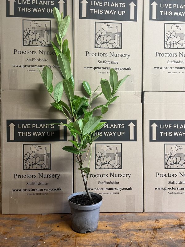 Laurel 2 Litre3