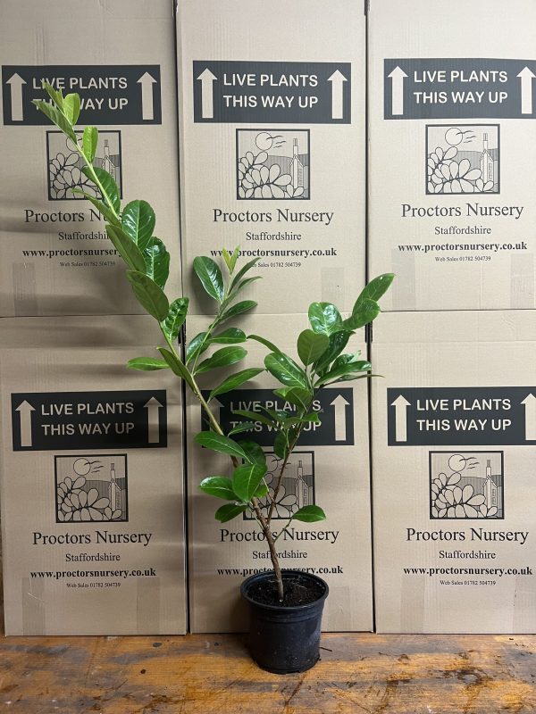 Laurel 2 Litre5