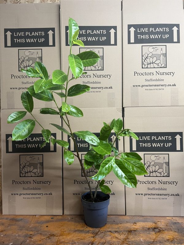 Laurel 2 Litre6