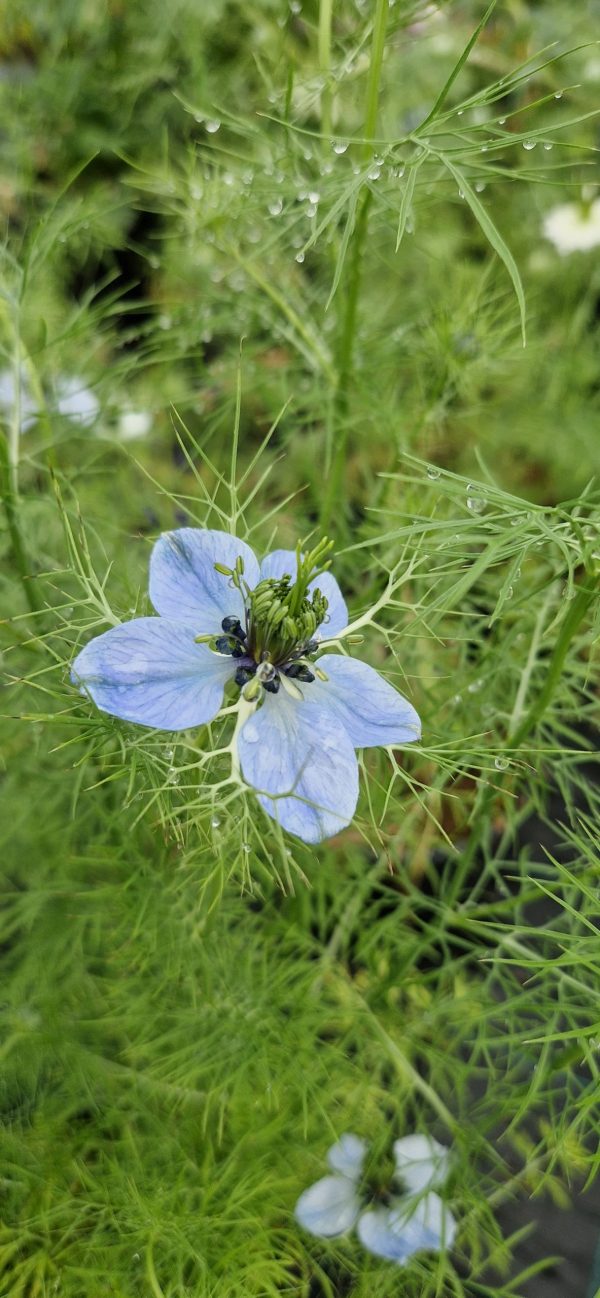 Nigella damascena 'Miss Jekyll Dark Blue'
