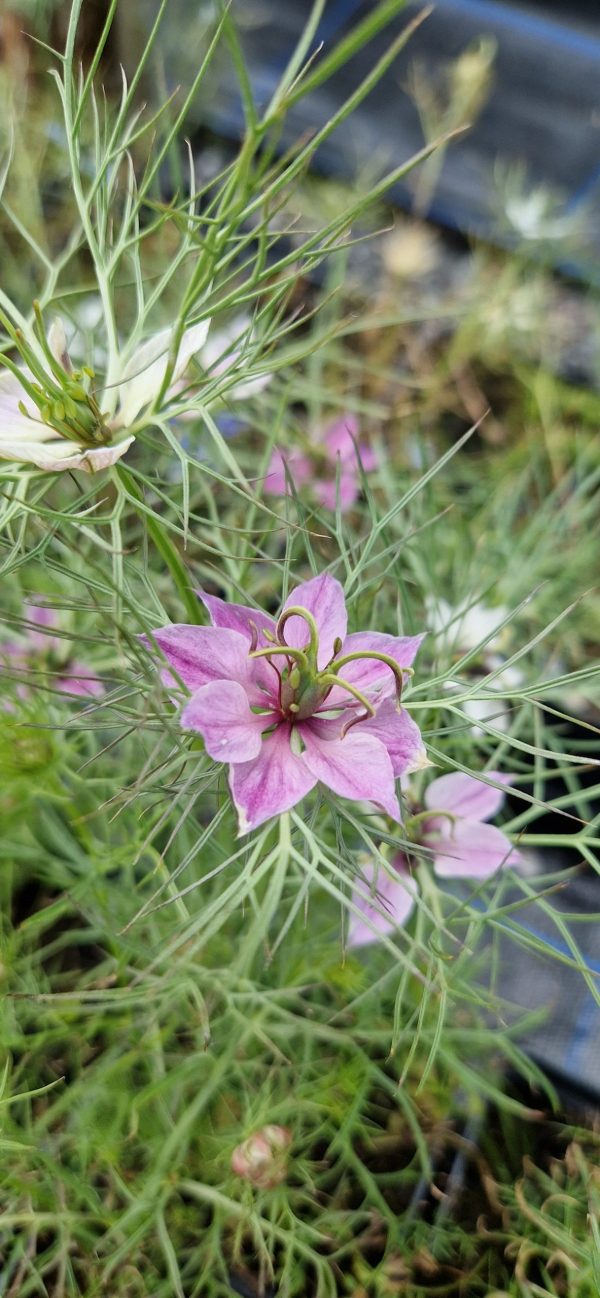 Nigella damascena 'Mulberry Rose'