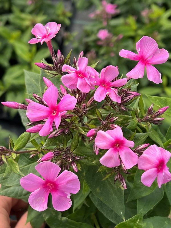 Phlox Famous Pink4